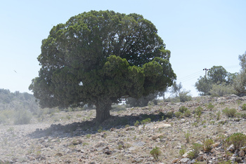 Reserva de Al Jabal Al Akhdar para Paisajes Naturales 