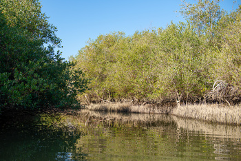 Réserve naturelle d’Al Qurm