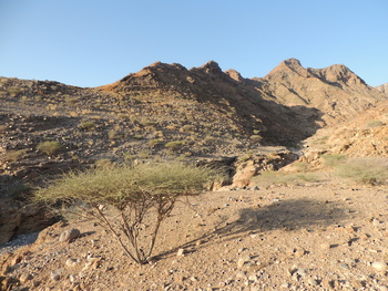 Réserve naturelle du Jabal Qahwan 