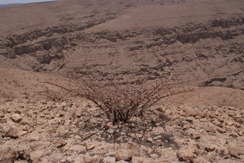 Réserve du Jabal Samhan  