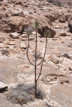 Naturreservat Jabal Samhan