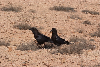 Naturreservat Daymaniyat Inseln
