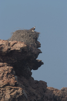 Naturreservat Daymaniyat Inseln