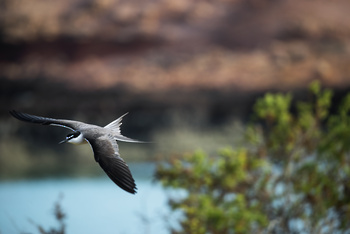 Naturreservat Daymaniyat Inseln