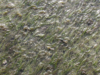 Naturreservat der Feuchtgebiete