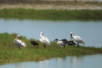 Naturreservat Khor Al Dahariz