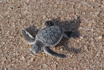Reserva de las Tortugas en la Gobernación de Al Sharqiyah del Sur – Ras Al Hadd