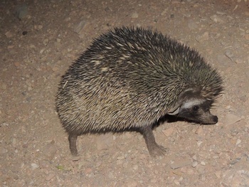 Die Tierwelt im Sultanat Oman