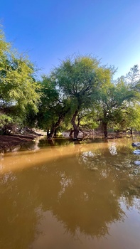 Naturreservat Al Sareen