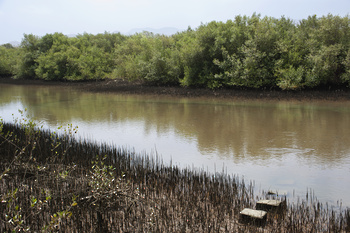 Naturreservat Al Qurm 