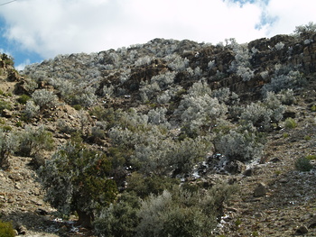 Reserva de Al Jabal Al Akhdar para Paisajes Naturales 