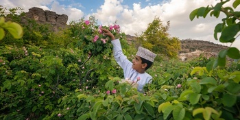 La destilación del agua de rosas