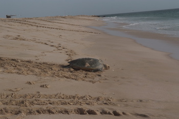 Reserva de las Tortugas en la Gobernación de Al Sharqiyah del Sur – Ras Al Hadd