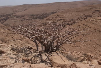 Réserve du Jabal Samhan  