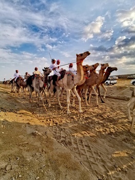 Caballos y Camellos