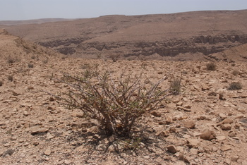 Réserve du Jabal Samhan  