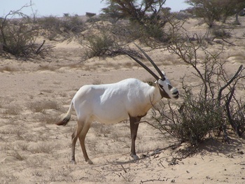Die Tierwelt im Sultanat Oman