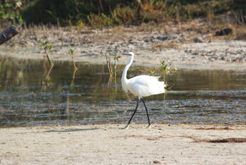 Reserva de Khor Al Qurm Al Kabeer