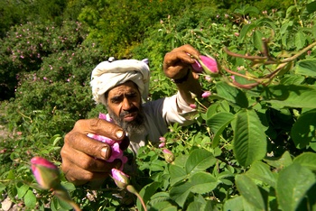 La destilación del agua de rosas