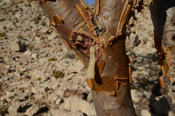 Reserva de Jabal Samhan