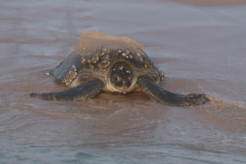 Reserva de las Tortugas en la Gobernación de Al Sharqiyah del Sur – Ras Al Hadd