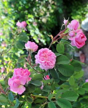 La destilación del agua de rosas