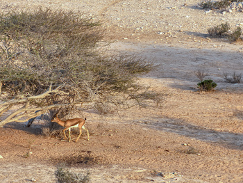 Naturschutzgebiet Ras Al Shajar – Qurayyat