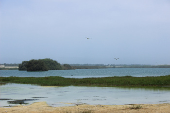 Naturreservat Khor Al Dahariz