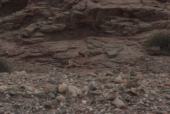 Naturreservat Jabal Samhan