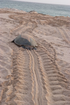 Reserva de las Tortugas en la Gobernación de Al Sharqiyah del Sur – Ras Al Hadd