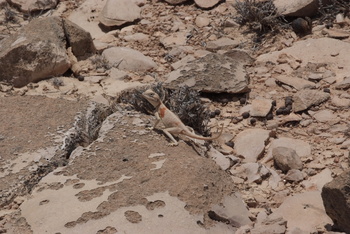 Réserve du Jabal Samhan  
