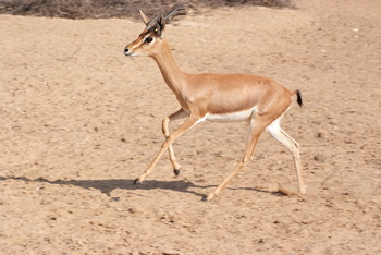 Reserva Natural de Al Saleel