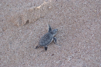 Reserva de las Tortugas en la Gobernación de Al Sharqiyah del Sur – Ras Al Hadd