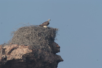 Naturreservat Daymaniyat Inseln