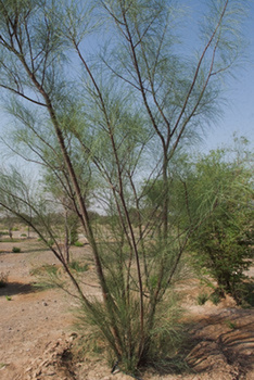 Reserva Natural de Al Saleel