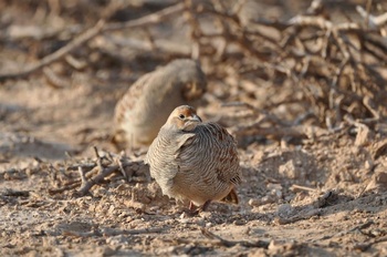 Vie sauvage du Sultanat d’Oman 