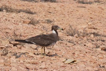 Naturreservat Daymaniyat Inseln