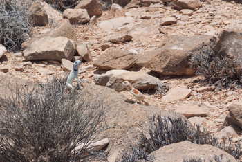 Reserva de Jabal Samhan