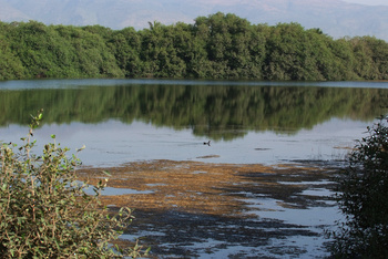 Reserva de Khor Al Qurm Al Kabeer