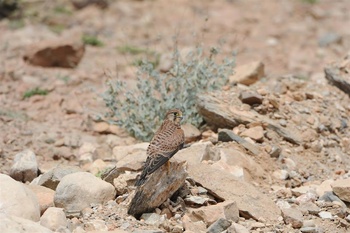 Vie sauvage du Sultanat d’Oman 