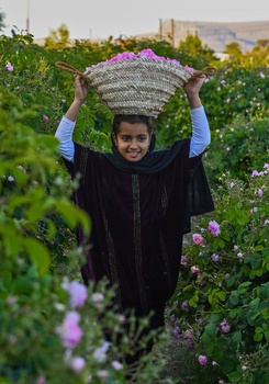 Distillation de l’eau de rose