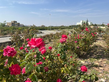 تقطير ماء الورد