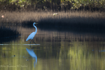 Naturreservat Al Qurm 