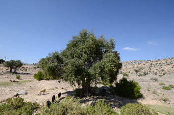 Reserva de Al Jabal Al Akhdar para Paisajes Naturales 