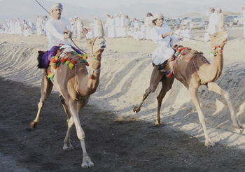 Caballos y Camellos