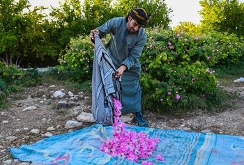 La destilación del agua de rosas