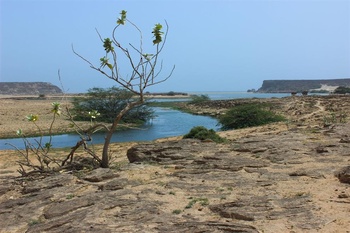 Die Tierwelt im Sultanat Oman