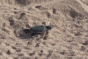 Reserva de las Tortugas en la Gobernación de Al Sharqiyah del Sur – Ras Al Hadd