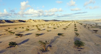 La cosecha olíbano 