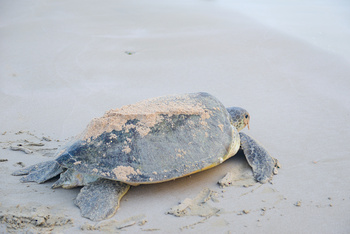 Reserva de las Tortugas en la Gobernación de Al Sharqiyah del Sur – Ras Al Hadd